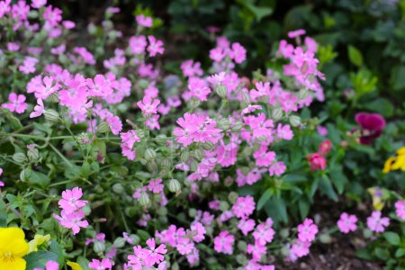 Silene pendula rosa Blume im Garten