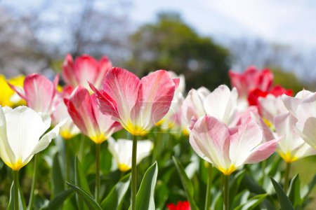 Téléchargez les photos : Beau jardin de fleurs de tulipes. Parc commémoratif Expo 70, Osaka, Japon - en image libre de droit