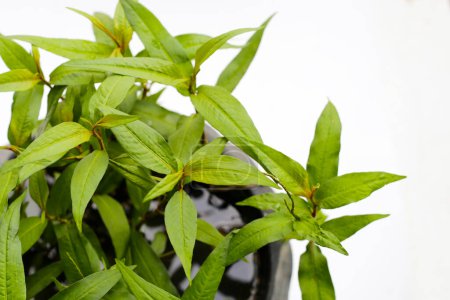 Photo for Vietnamese coriander on white background. - Royalty Free Image