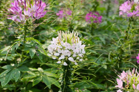 Kleome spinosa Blume im Park