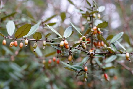 Früchte von elaeagnus pungens, Dornig-Olive