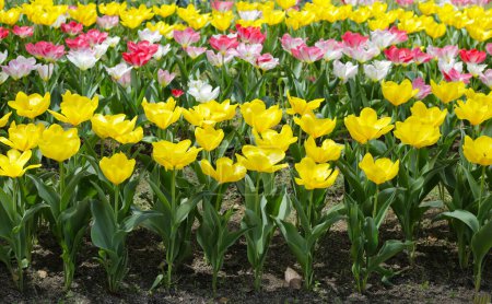 Téléchargez les photos : Beau jardin de fleurs de tulipes. Parc commémoratif Expo 70, Osaka, Japon - en image libre de droit