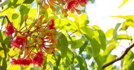 Grüne Blätter des Eukalyptusbaums mit roter Blüte