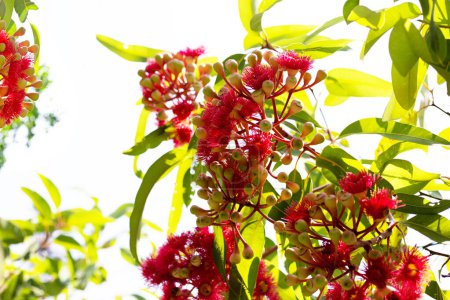 Grüne Blätter des Eukalyptusbaums mit roter Blüte