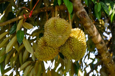 Durian fruta en el árbol, jardín de frutas durian tailandés