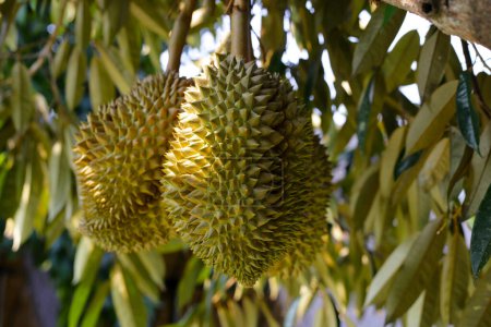 Durian fruta en el árbol, jardín de frutas durian tailandés