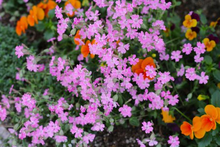 Silene pendula pink flower in the garden