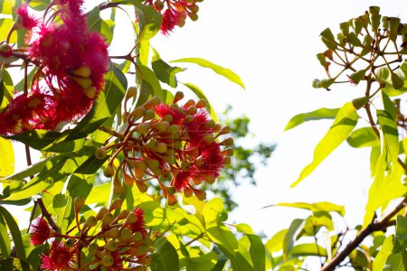 Green leaves of eucalyptus tree with red flower