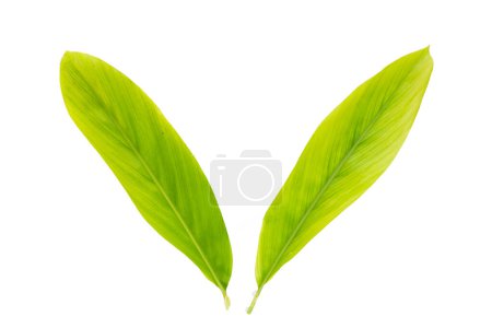 Green leaves of galangal on white background.
