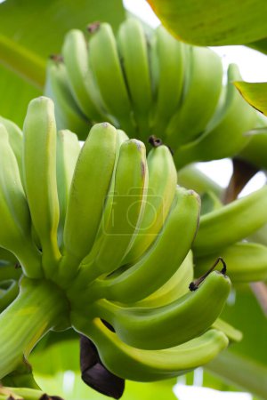 Ein Bündel frischer grüner Bananen hängt an einem Bananenbaum