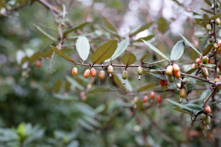 Frutos de elaeagnus pungens, Thorny-Olive