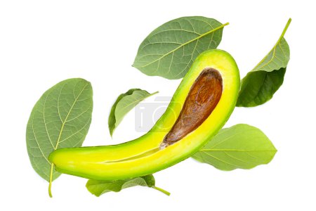 Long avocado fruit, Fresh long neck avocado