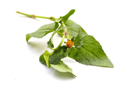 Gelbe Blume mit grünen Blättern von Acmella oleracea oder Zahnschmerzpflanze auf weißem Hintergrund