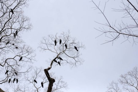 Des corbeaux japonais sur un arbre dans le sanctuaire de Yasaka, ville de Kyoto, Japon