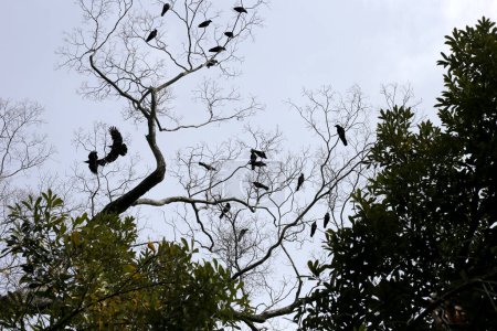 Des corbeaux japonais sur un arbre dans le sanctuaire de Yasaka, ville de Kyoto, Japon