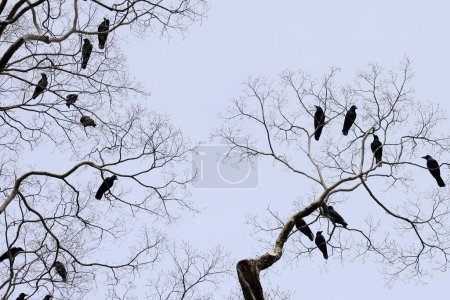 Cuervos japoneses en el árbol en el santuario de Yasaka, ciudad de Kyoto, Japón