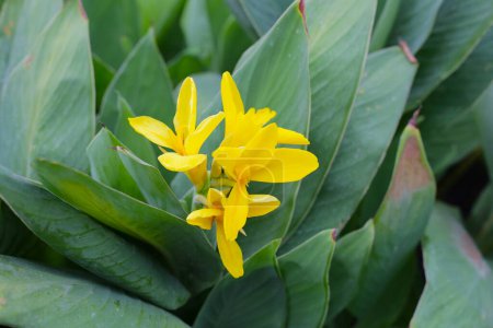 Blooming canna lily flower with green leaves