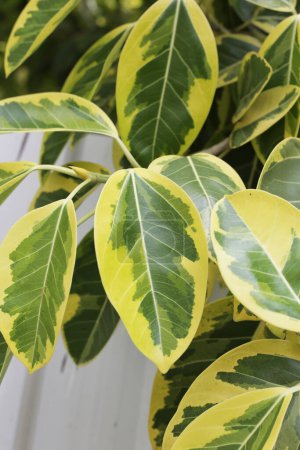 Yellow and green leaves of ficus altissima variegata tree