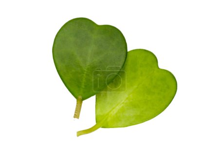 Green leaves of sweetheart hoya plant