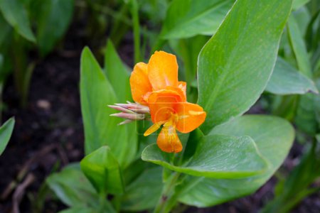 Flor flor de lirio de canna con hojas verdes