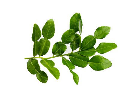 Kaffir lime leaves on white background.