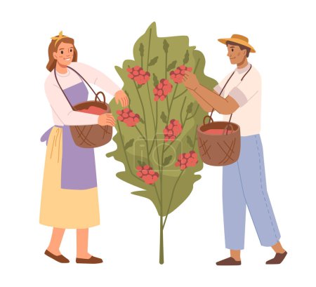 Ilustración de Growing and producing coffee at farm plantation. Isolated man and woman workers picking beans from tree into baskets, local production of cofee. Vector in flat style - Imagen libre de derechos