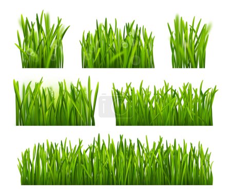 Ilustración de Hojas de hierba de campo o prado, césped o pasto de granja. Colección de vegetación realista vectorial, naturaleza silvestre y variedad de vegetación herbácea de jardín, malezas o textura o efecto de pastizales - Imagen libre de derechos