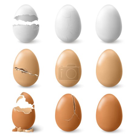 Illustration for Realistic broken chicken egg, isolated cracked shell pieces of fragile product. Vector damaged or split cooking ingredient empty inside. Culinary natural open and whole hatching eggs stage - Royalty Free Image