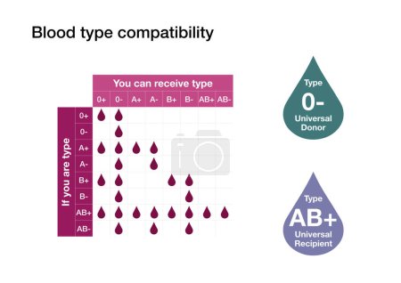 Téléchargez les photos : Graphique expliquant la compatibilité entre les différents groupes sanguins humains - en image libre de droit
