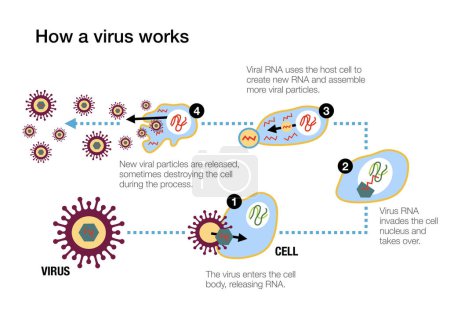 Téléchargez les photos : Comment fonctionnent les vaccins pour produire des anticorps et stimuler les défenses du système immunitaire contre le coronavirus - en image libre de droit
