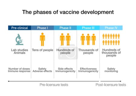Foto de Las diferentes fases y escalas del desarrollo de la vacuna contra el coronavirus - Imagen libre de derechos