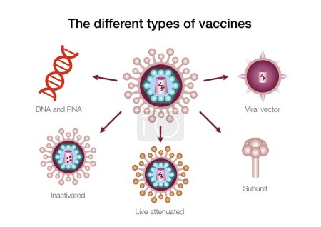 Photo for The different types of vaccines - Royalty Free Image