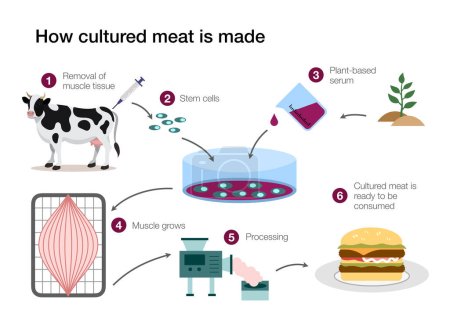 Photo for How cultured lab grown meat is made - Royalty Free Image