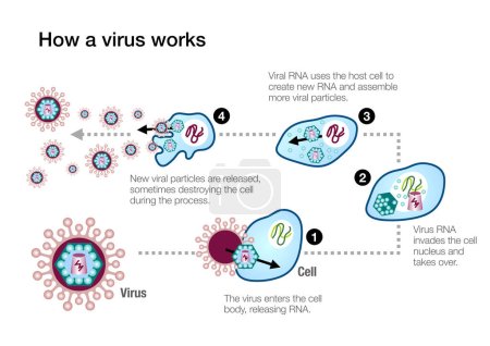 Foto de Infografía que muestra cómo funciona un virus y ataca al sistema inmunitario humano - Imagen libre de derechos
