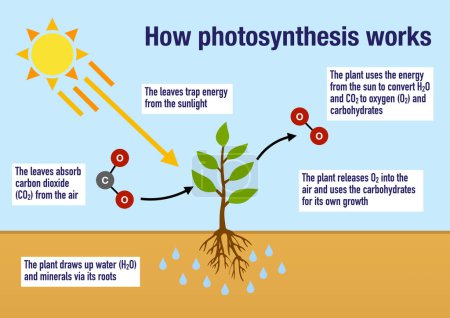 Téléchargez les photos : Comment fonctionne le processus de photosynthèse dans les plantes - en image libre de droit