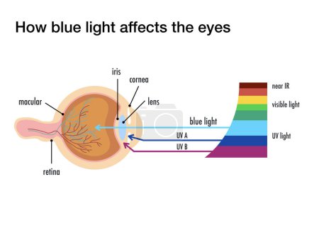 Foto de Cómo afecta la luz azul a los ojos humanos - Imagen libre de derechos