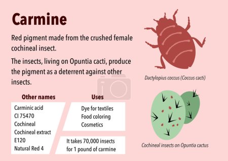 Photo for How carmine pigment is made from cochineal insects - Royalty Free Image