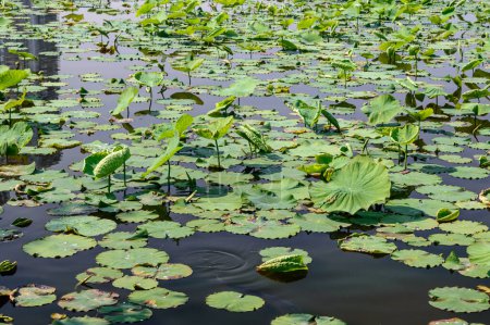 Photo for Waterlilies in a lake around the Imperial Palace of Tokyo - Royalty Free Image