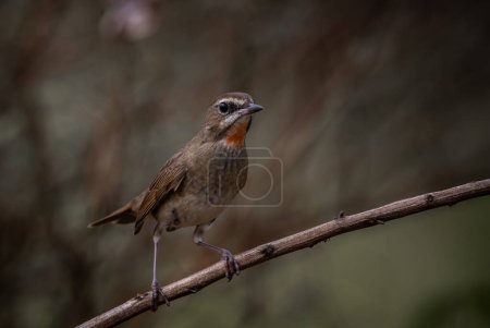 Photo for Siberian Rubythroat, Red-necked Nightingale on a branch ( Animal portrait ) - Royalty Free Image