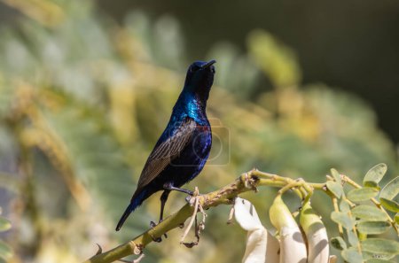 Photo for Purple sunbird on the branch tree. - Royalty Free Image