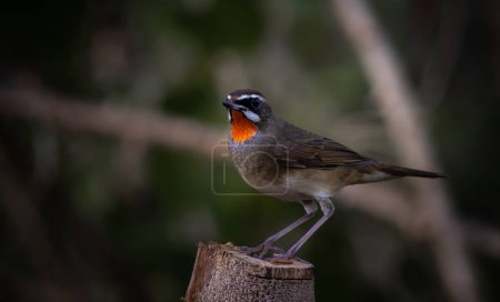 Photo for Siberian Rubythroat, Red-necked Nightingale on a branch ( Animal portrait ) - Royalty Free Image