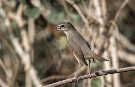 Photo for Siberian Rubythroat, Red-necked Nightingale on the dry branch. - Royalty Free Image