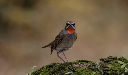 Photo for Siberian Rubythroat on the ground (Animal Portrait) - Royalty Free Image