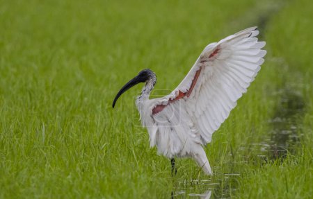 Black-headed Ibis Standing with wings spread in a rice field.