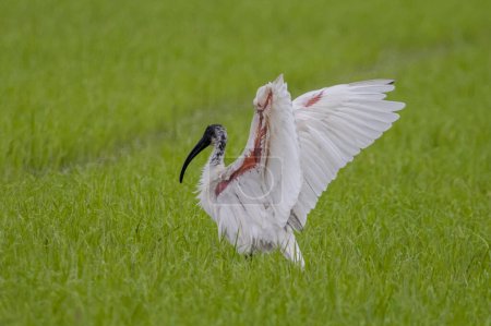 Black-headed Ibis Standing with wings spread in a rice field.