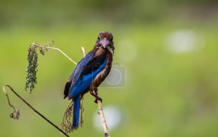 White-throated Kingfisher on the branch tree animal portrait.