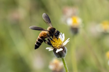 Téléchargez les photos : Les abeilles mangent du nectar sur les fleurs. - en image libre de droit