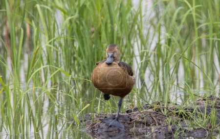 Lesser Whistling Duck on the ground animal portrait.