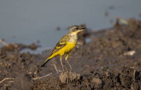 Eastern Yellow Wagtail animal portrait close up shot.
