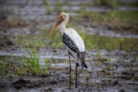 Painted Stork on the ground animal portrait.